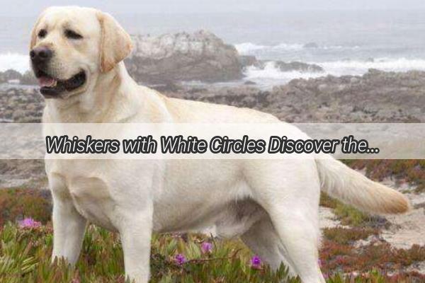 Whiskers with White Circles Discover the Enchanting Tail of the White Ringed Pup